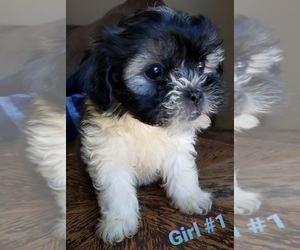 Mal-Shi Puppy for sale in BELL GARDENS, CA, USA