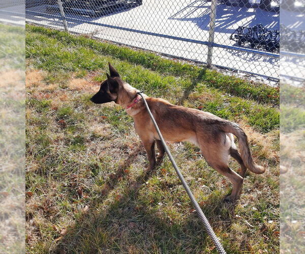 Medium Photo #3 Mutt Puppy For Sale in Imlay City, MI, USA