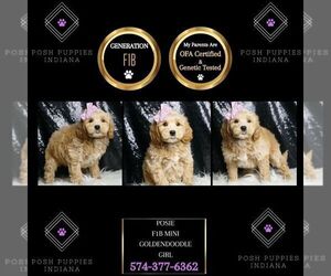 Goldendoodle (Miniature) Puppy for sale in WARSAW, IN, USA