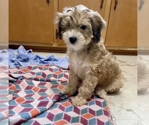 Yo-Chon Puppy for sale in HAMPTON, VA, USA