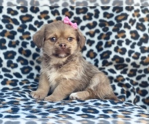 Shorkie Tzu Puppy for sale in LAKELAND, FL, USA