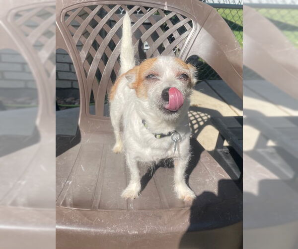 Medium Photo #3 Chihuahua-Unknown Mix Puppy For Sale in Plainfield, IL, USA