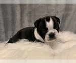 Small Photo #5 Bulldog Puppy For Sale in JACKSONVILLE, FL, USA