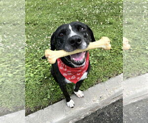 Mutt Dogs for adoption in Westwood, NJ, USA