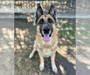 German Shepherd Dog Dogs for adoption in Riverside, CA, USA