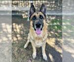 PARKER - Male German Shepherd Dog Dog for Adoption - Small photo