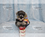 Small Photo #16 Schnauzer (Miniature) Puppy For Sale in SANGER, TX, USA