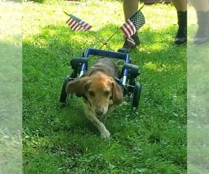 Stewart - Male Beagle Dog for Adoption - Photo #4