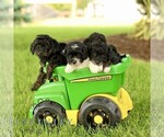 Small #1 Poovanese