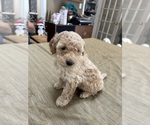 Small Photo #31 Poodle (Miniature) Puppy For Sale in EAST AMHERST, NY, USA