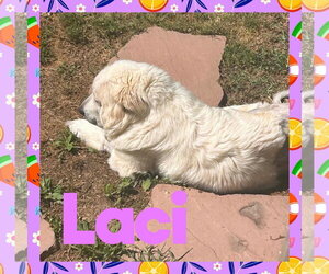 Great Pyrenees-Unknown Mix Dogs for adoption in Uwchlan, PA, USA