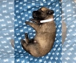 Small Photo #302 Belgian Malinois Puppy For Sale in REESEVILLE, WI, USA
