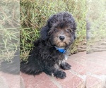 Small Photo #4 Maltese-Poodle (Toy) Mix Puppy For Sale in TEMECULA, CA, USA