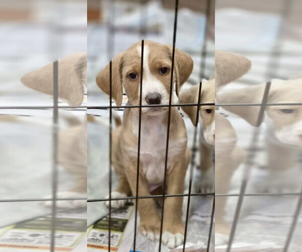 Medium Photo #1 Labradoodle Puppy For Sale in SHERBURNE, NY, USA