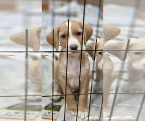 Labradoodle Dogs for adoption in SHERBURNE, NY, USA