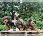 Small Cockapoo-Goldendoodle Mix