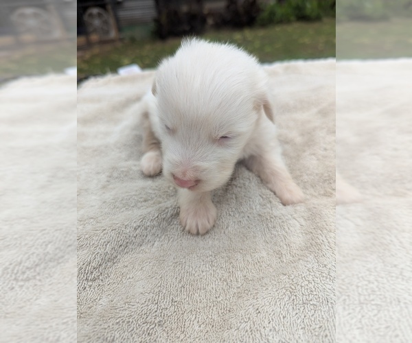 Medium Photo #5 Miniature Australian Shepherd Puppy For Sale in ADAIRSVILLE, GA, USA