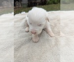 Small #4 Miniature Australian Shepherd