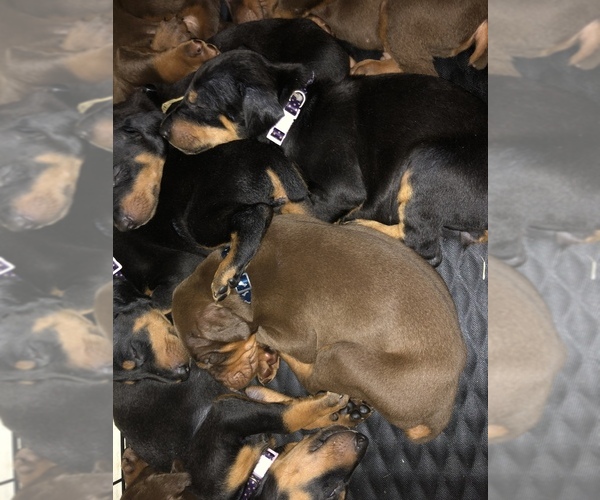 Medium Photo #1 Doberman Pinscher Puppy For Sale in MIDLAND, GA, USA