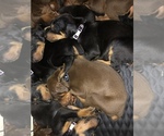 Small Photo #1 Doberman Pinscher Puppy For Sale in MIDLAND, GA, USA