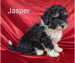 Small #2 Bernedoodle (Miniature)