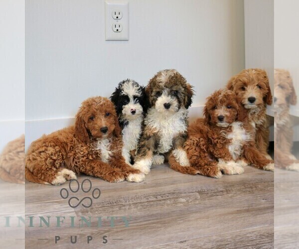 Medium Photo #2 Cavapoo Puppy For Sale in NARVON, PA, USA