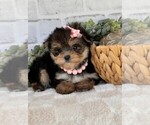 Small #10 Yorkshire Terrier