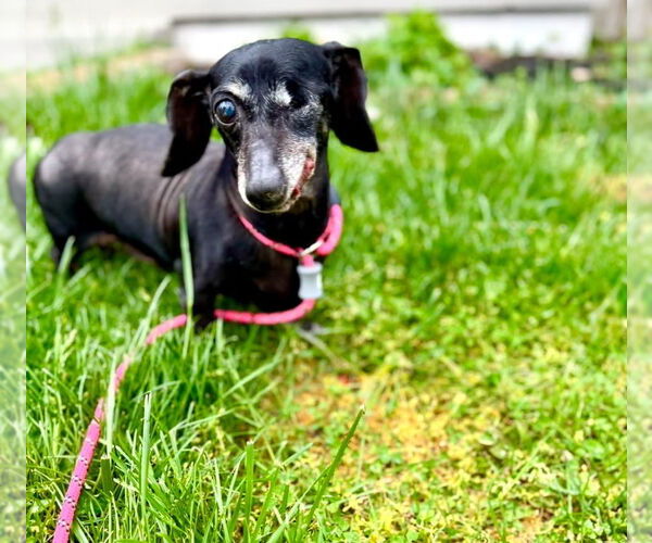 Medium Photo #4 Dachshund Puppy For Sale in Germantown, OH, USA