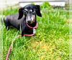 Small #3 Dachshund