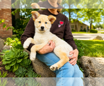 Small #1 Labrador Retriever Mix
