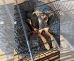 Small #1 German Shepherd Dog-Great Dane Mix