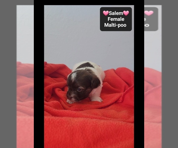 Medium Photo #3 Maltipoo (Toy) Puppy For Sale in TUCSON, AZ, USA