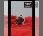 Small #2 Maltipoo (Toy)