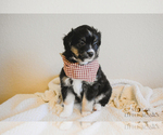 Small Photo #17 Miniature Australian Shepherd Puppy For Sale in FORT RUCKER, AL, USA