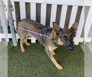 Medium German Shepherd Dog Mix