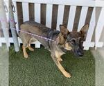 Small German Shepherd Dog Mix