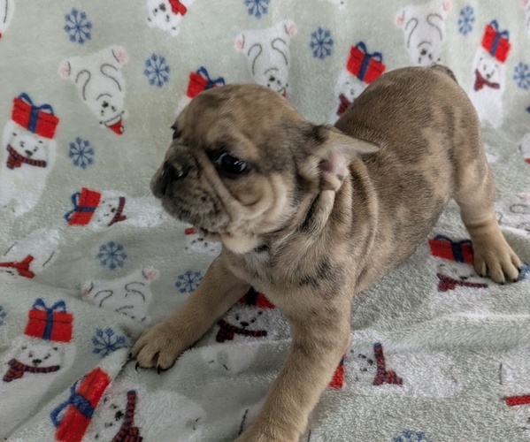 Medium Photo #1 French Bulldog Puppy For Sale in GOSHEN, IN, USA