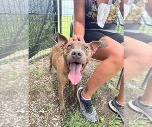 Jason - A Firecracker - Male American Pit Bull Terrier Dog for Adoption - Photo #4