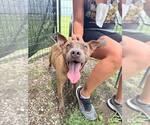 Small Photo #4 American Pit Bull Terrier Puppy For Sale in Oakhurst, NJ, USA