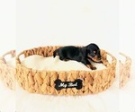 Small #4 Dachshund
