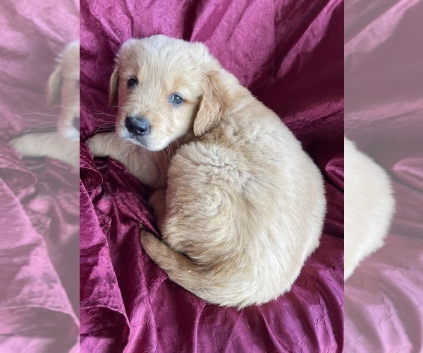 Medium Photo #14 Golden Retriever Puppy For Sale in WESTMINSTER, SC, USA