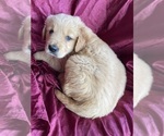 Puppy Bernard Golden Retriever