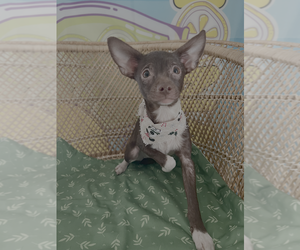 Chihuahua-Unknown Mix Dogs for adoption in Bellevue, WA, USA