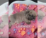 Small Photo #36 French Bulldog Puppy For Sale in MCKINLEYVILLE, CA, USA