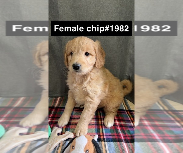 Medium Photo #8 Golden Retriever-Poodle (Toy) Mix Puppy For Sale in DONNELLSON, IA, USA