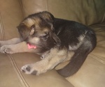 Small Photo #2 German Shepherd Dog Puppy For Sale in JACKSONVILLE, FL, USA