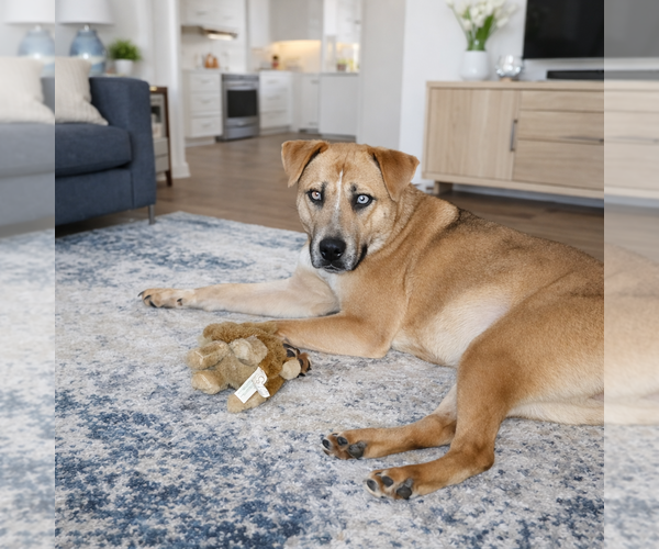 Medium Photo #4 Mutt Puppy For Sale in Euless, TX, USA