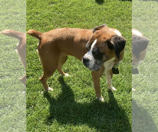 Medium Photo #2 Boxer Puppy For Sale in Woodbury, MN, USA