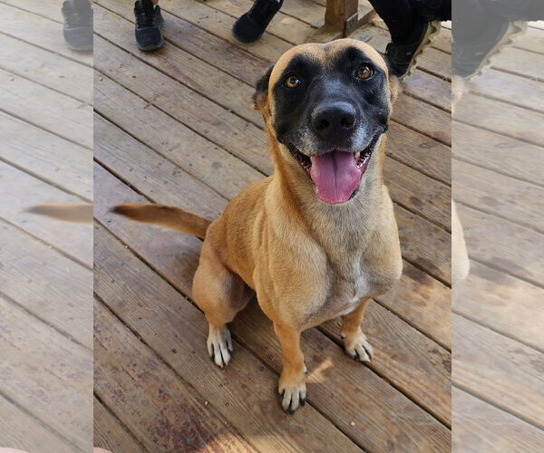 Medium Photo #3 Boxer-Unknown Mix Puppy For Sale in Wetumpka, AL, USA