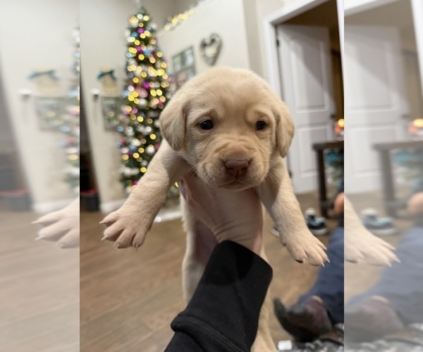 Medium Photo #9 Labrador Retriever Puppy For Sale in BELLEVIEW, KY, USA